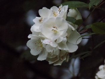 heriloom rose buds