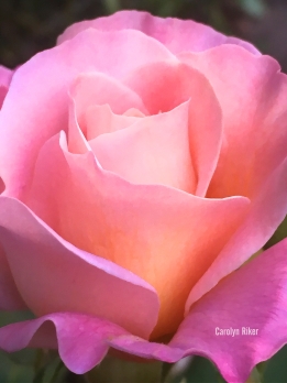 pink and orange single rose bud