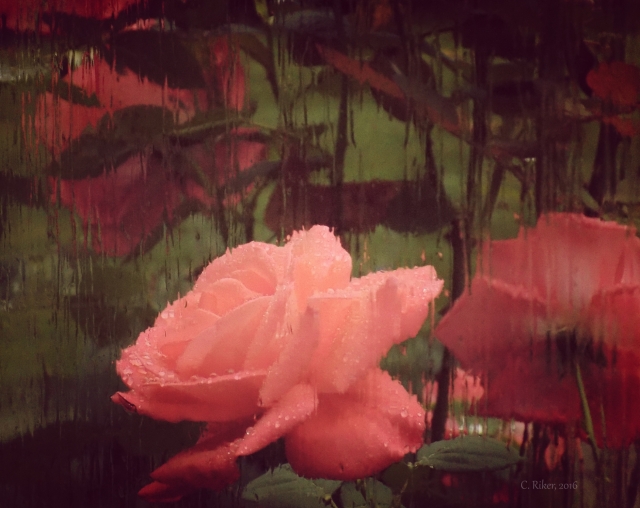 rainy roses in window